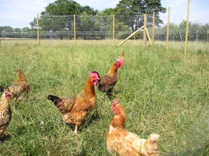 Our Chickens