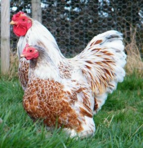 Home grown or reared food