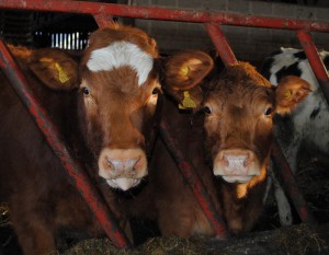 Our Cows