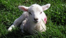 Spring Lamb