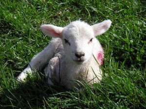Spring Lamb