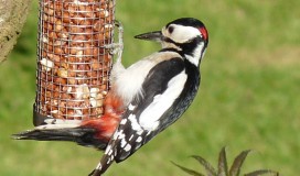 Feeding Woodpecker